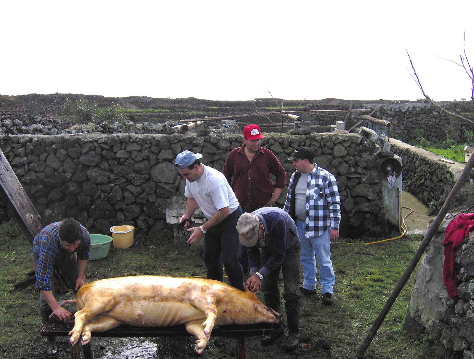La matanza del cerdo (Matança do Porco)